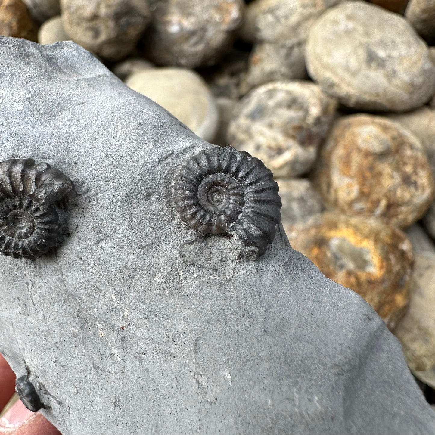 Promicroceras ammonite fossil - Whitby, North Yorkshire