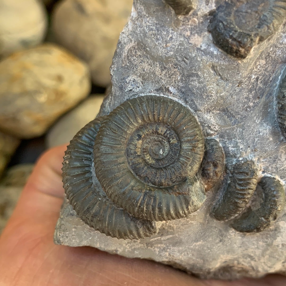 Gracile Multi-block ammonite fossil - Whitby, North Yorkshire Jurassic Coast