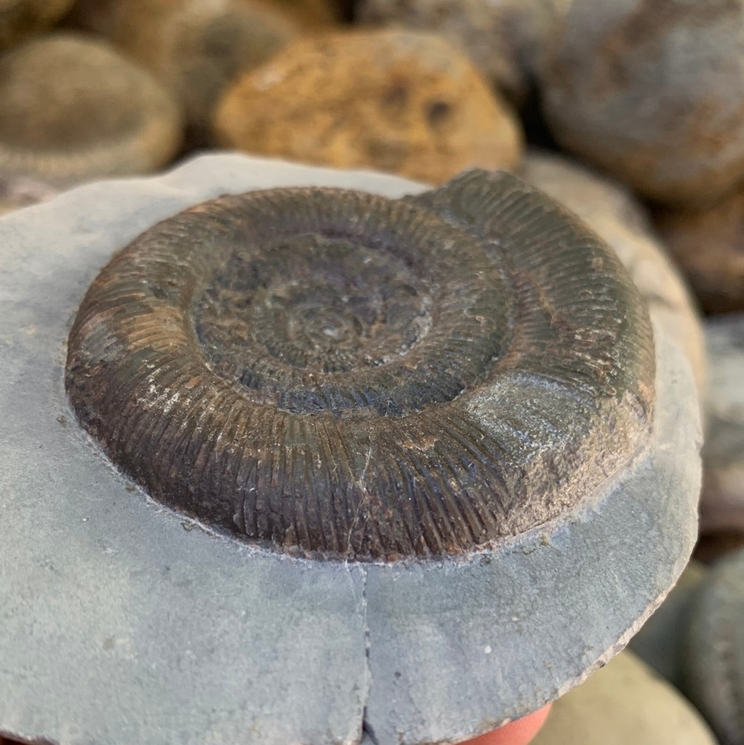Dactylioceras tenuicostatum ammonite fossil - Whitby, North Yorkshire Jurassic Coast