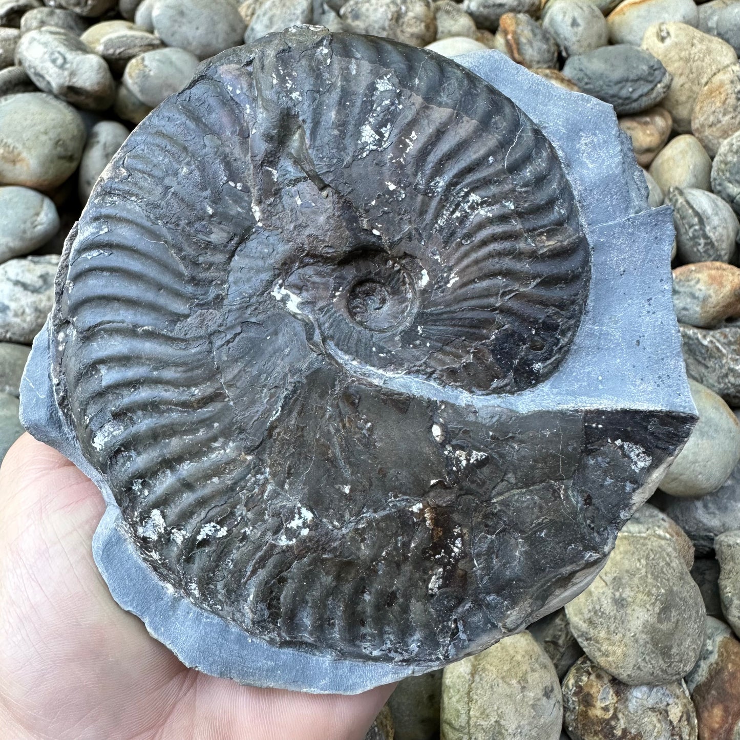 Pseudolioceras lythense ammonite fossil - Whitby, North Yorkshire, Yorkshire Fossils on the Jurassic Coast