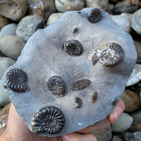Amaltheus subnodosus ammonite fossil - Whitby, North Yorkshire