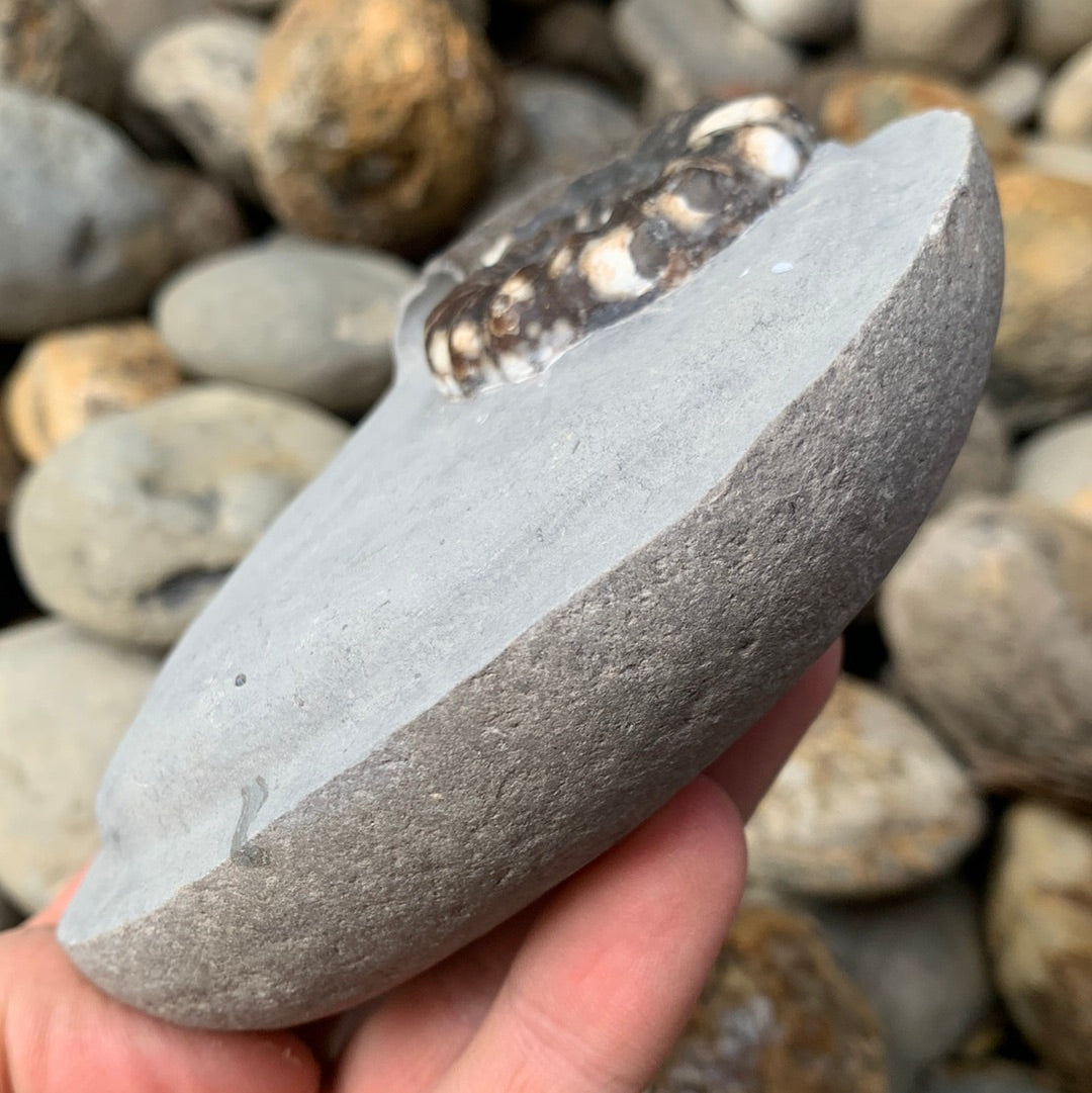 Androgynoceras maculatum ammonite fossil - Whitby, North Yorkshire