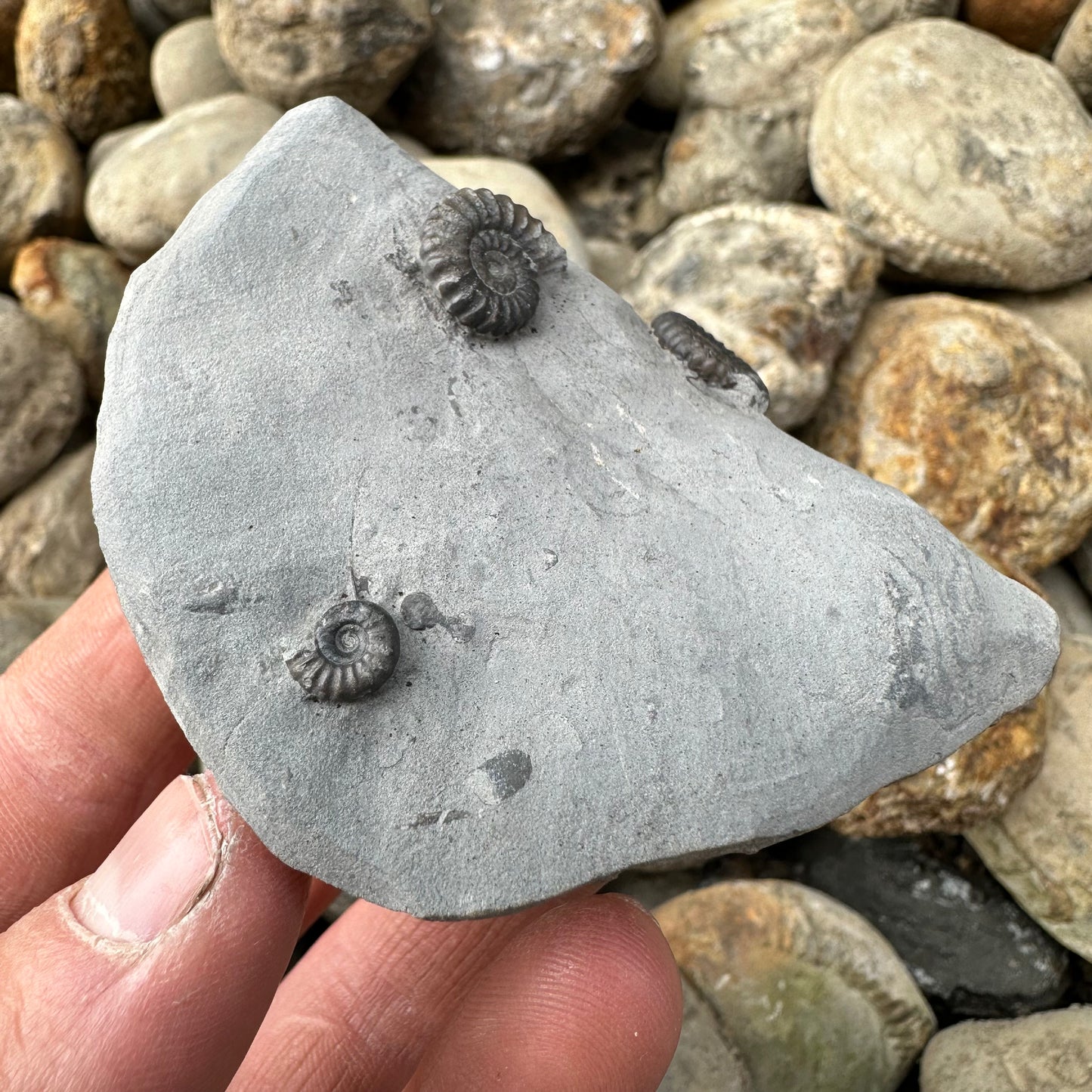 Promicroceras ammonite fossil - Whitby, North Yorkshire