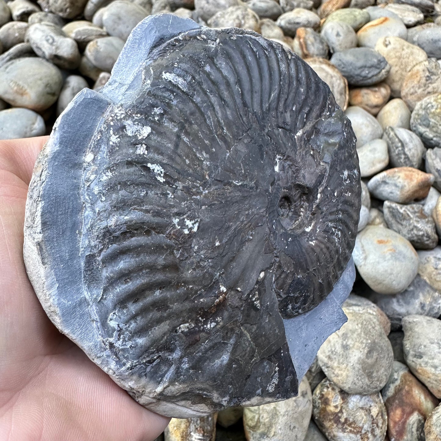 Pseudolioceras lythense ammonite fossil - Whitby, North Yorkshire, Yorkshire Fossils on the Jurassic Coast