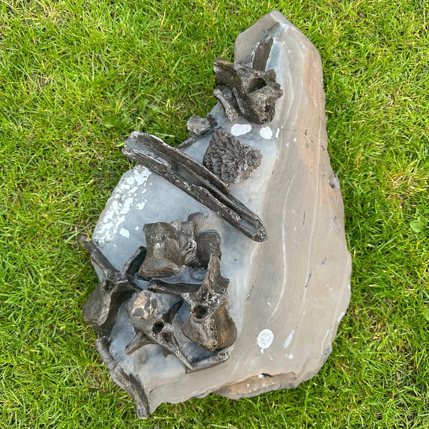 Crocodile Bone Block - Marine Reptile Whitby, North Yorkshire, Jurassic Coast