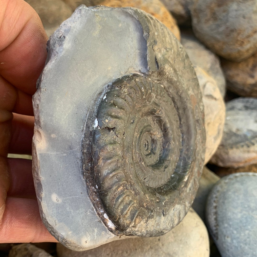 Hildoceras lusitanicum ammonite fossil - Whitby, North Yorkshire Jurassic Coast, Yorkshire Fossils
