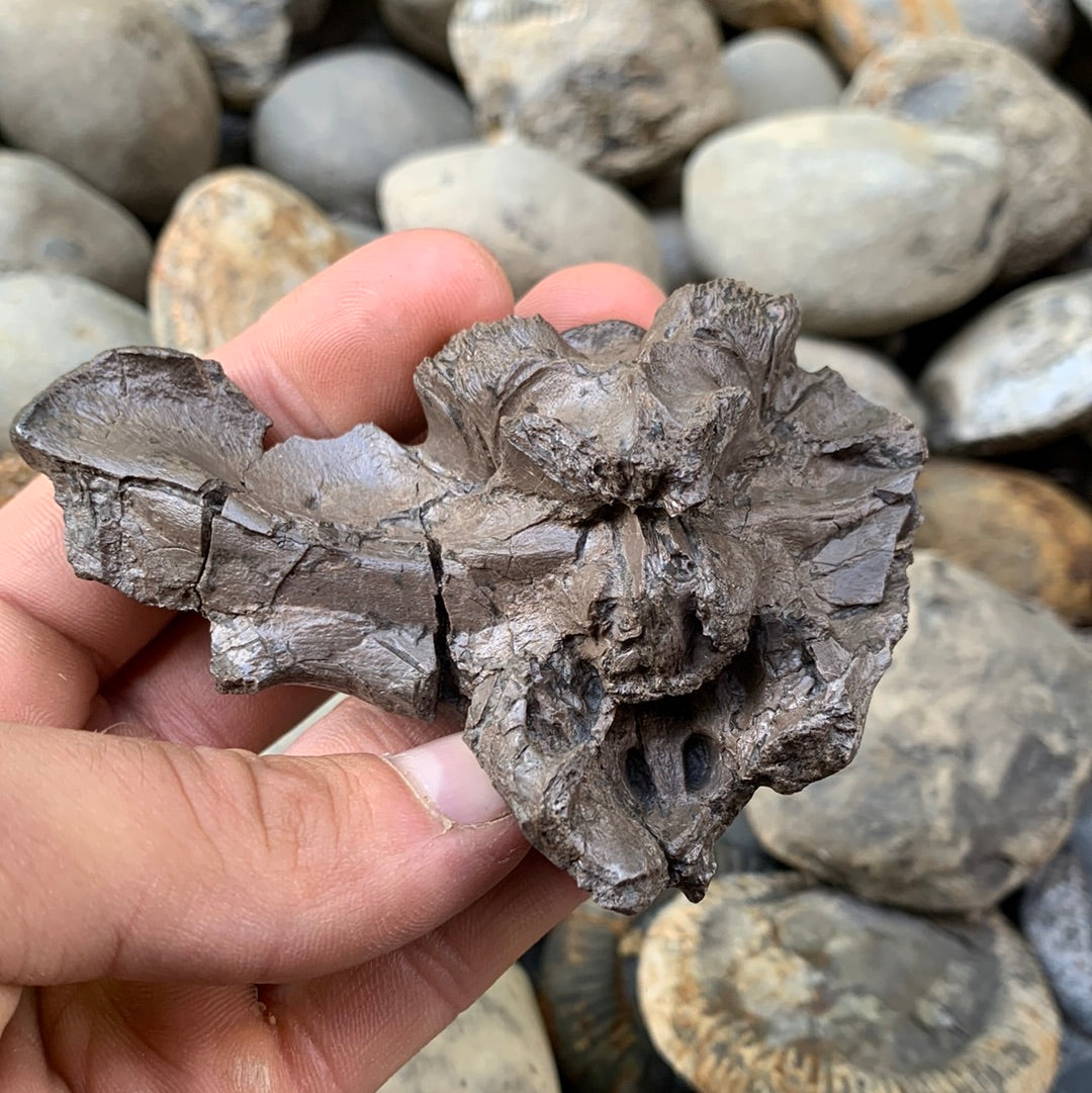 Partial Crocodile Skull - Marine Reptile Whitby, North Yorkshire