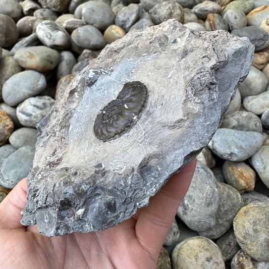 Amaltheus subnodosus ammonite fossil - Whitby, North Yorkshire