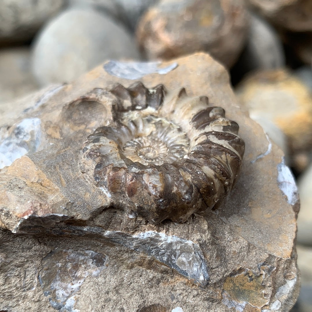 Androgynoceras Capricornus ammonite fossil - Whitby, North Yorkshire