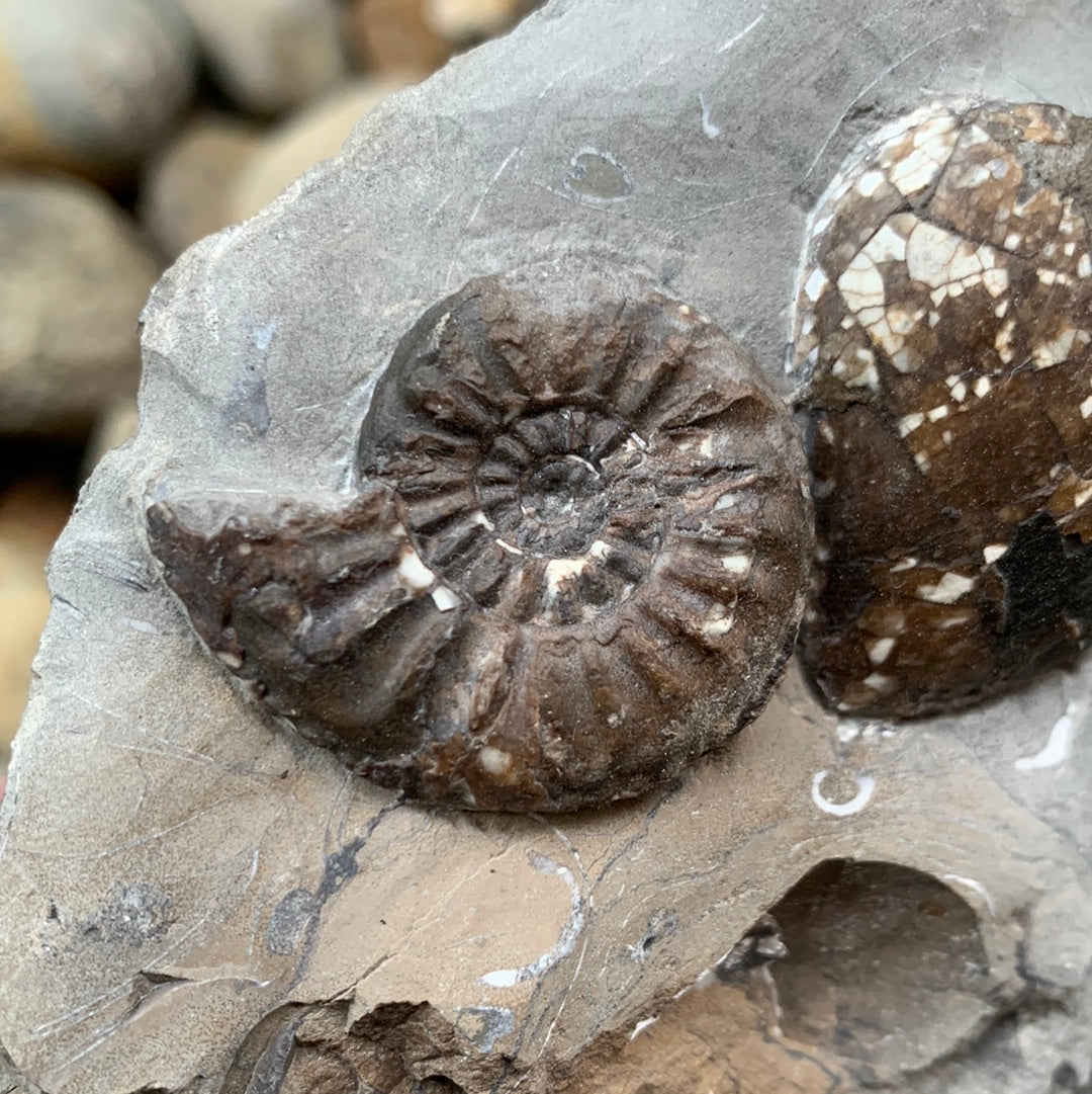 Amaltheus subnodosus ammonite fossil - Whitby, North Yorkshire