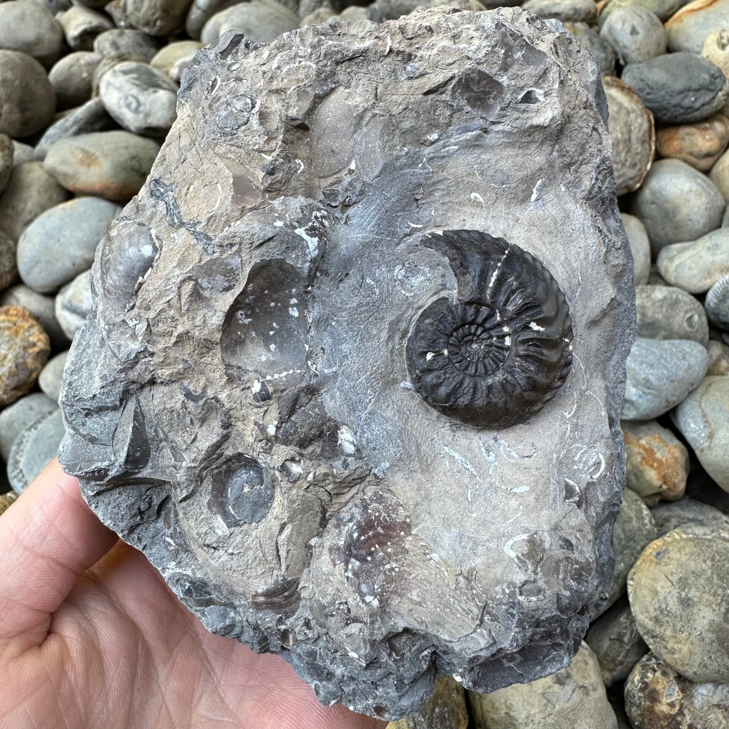 Amaltheus subnodosus ammonite fossil - Whitby, North Yorkshire