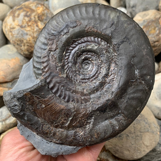 Hildoceras semipolitum ammonite fossil - Whitby, North Yorkshire Jurassic Coast, Yorkshire Fossils