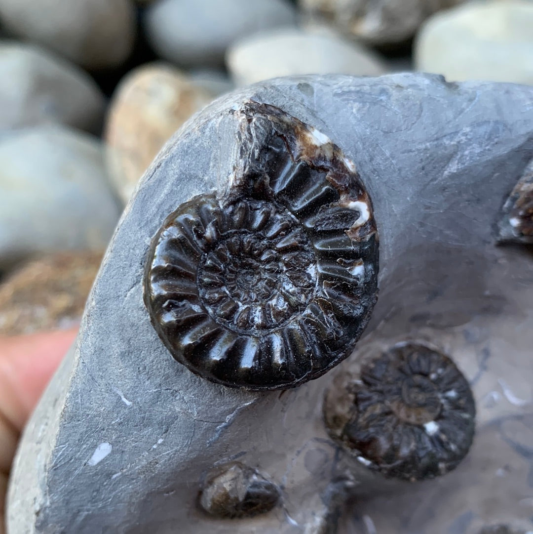 Amaltheus subnodosus ammonite fossil - Whitby, North Yorkshire