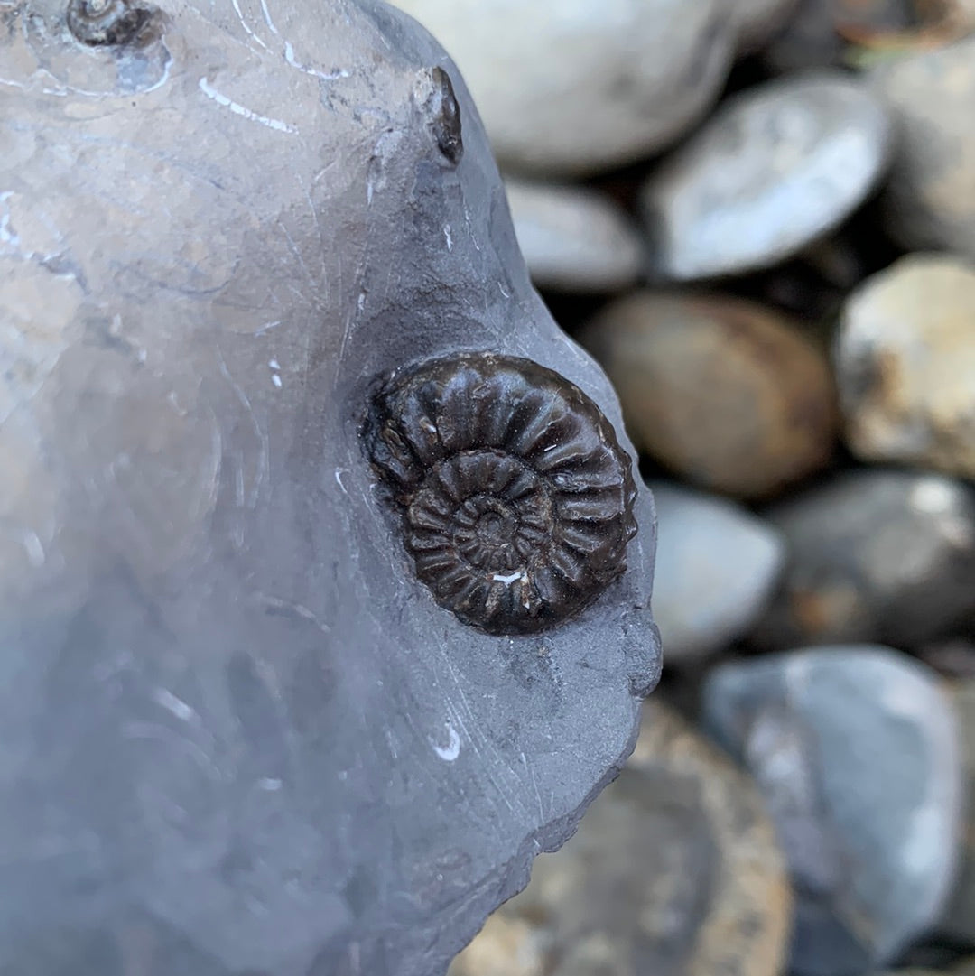 Amaltheus subnodosus ammonite fossil - Whitby, North Yorkshire