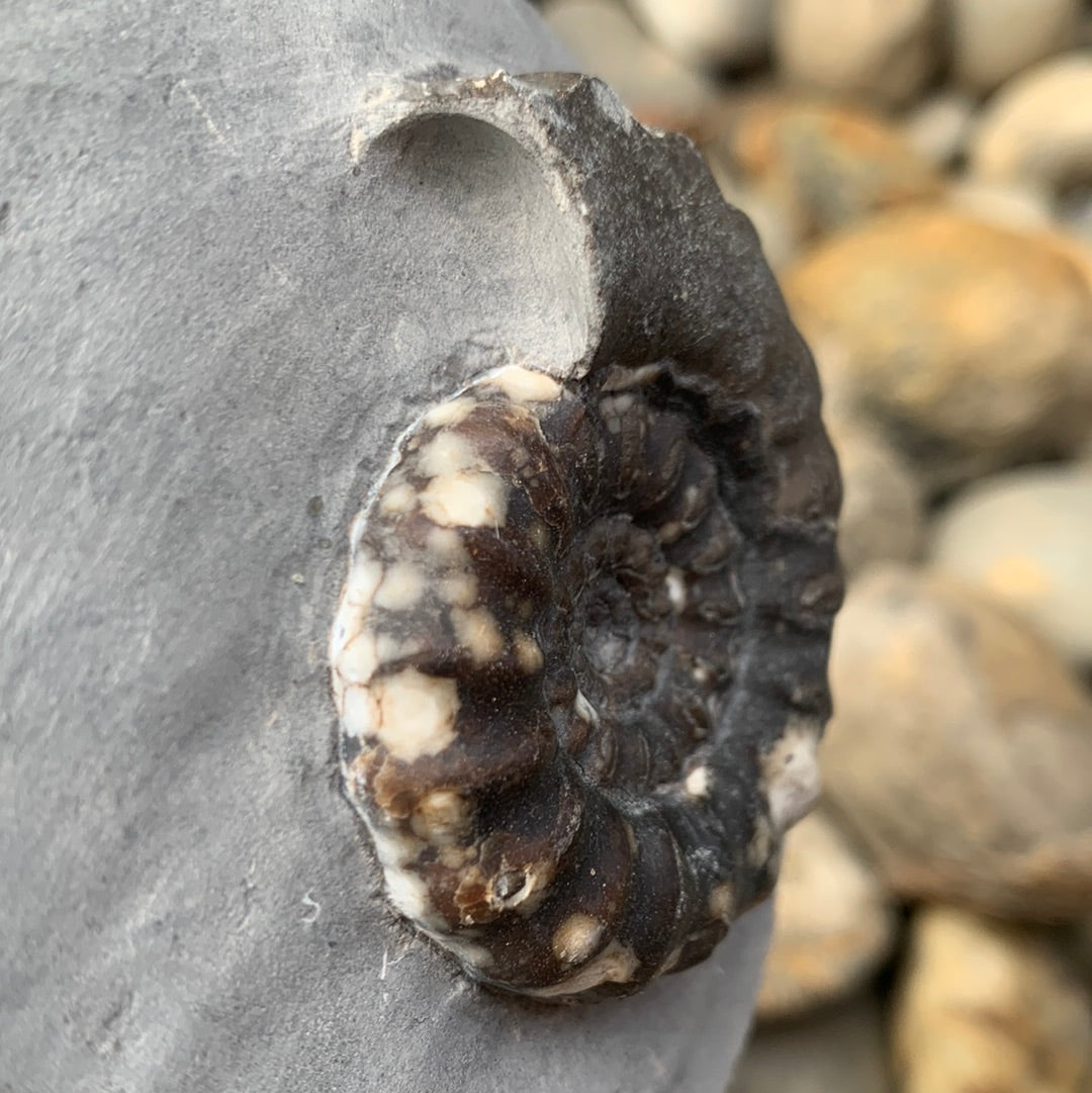 Androgynoceras maculatum ammonite fossil - Whitby, North Yorkshire