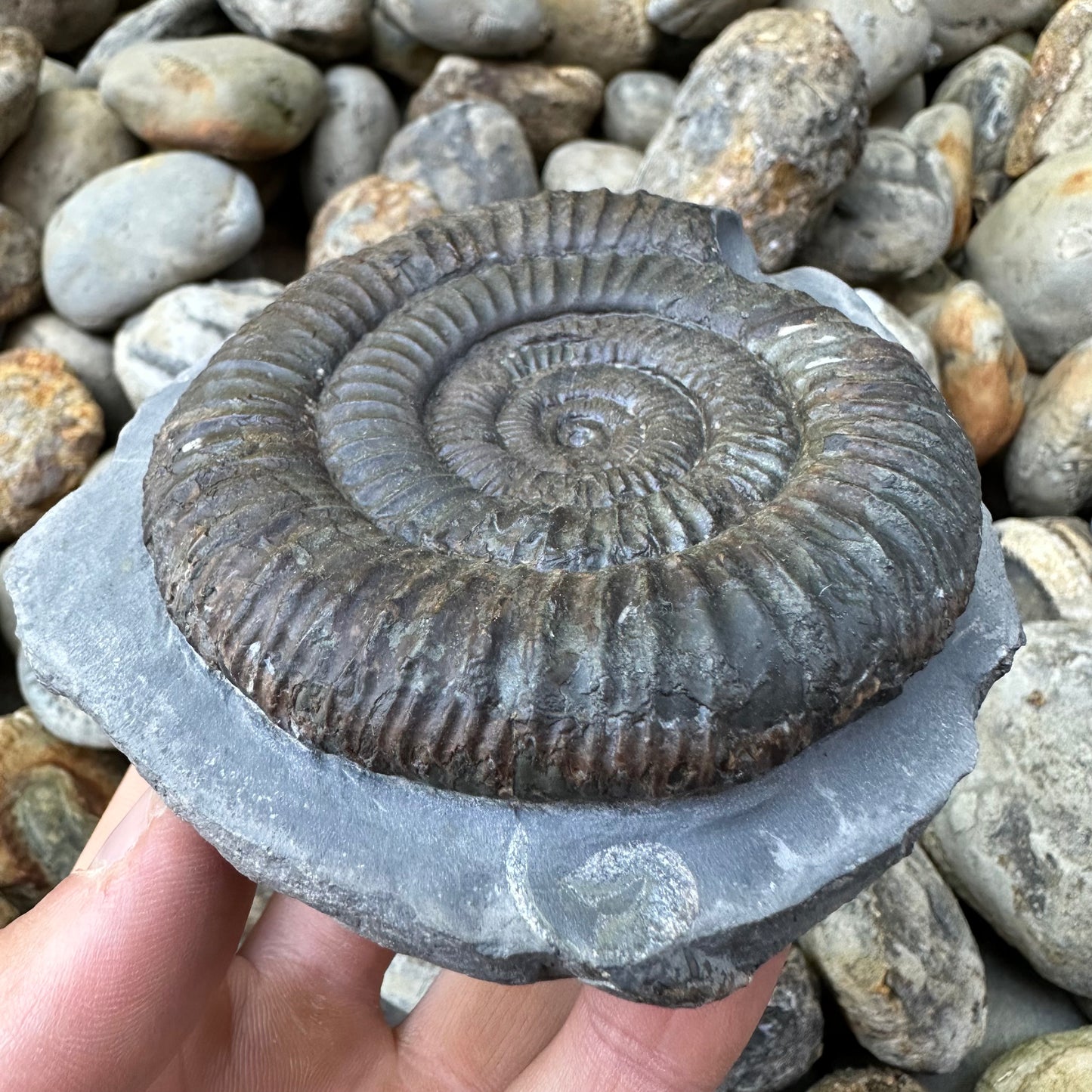 Dactylioceras ammonite fossil - Whitby, North Yorkshire, Yorkshire Fossils found on the Jurassic Coast