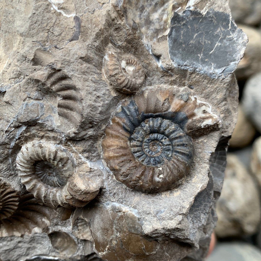 Androgynoceras Capricornus ammonite fossil - Whitby, North Yorkshire
