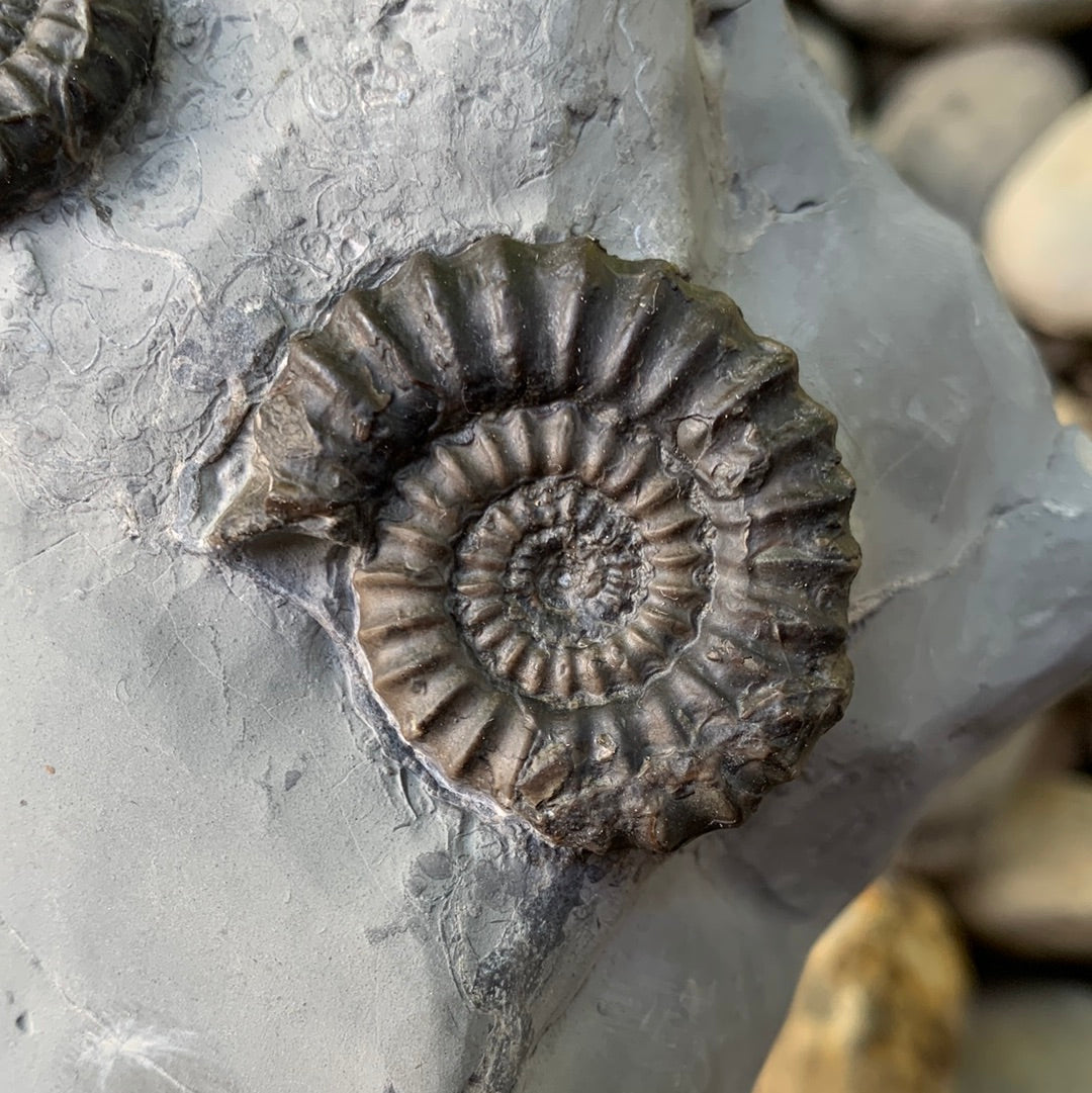 Gagaticeras ammonite shell fossil - Whitby, North Yorkshire