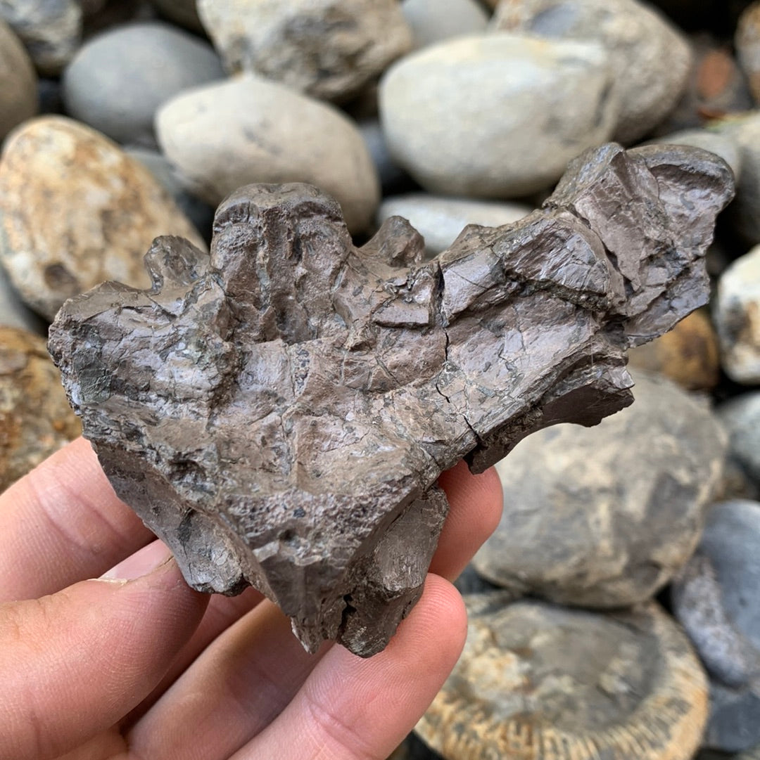 Partial Crocodile Skull - Marine Reptile Whitby, North Yorkshire