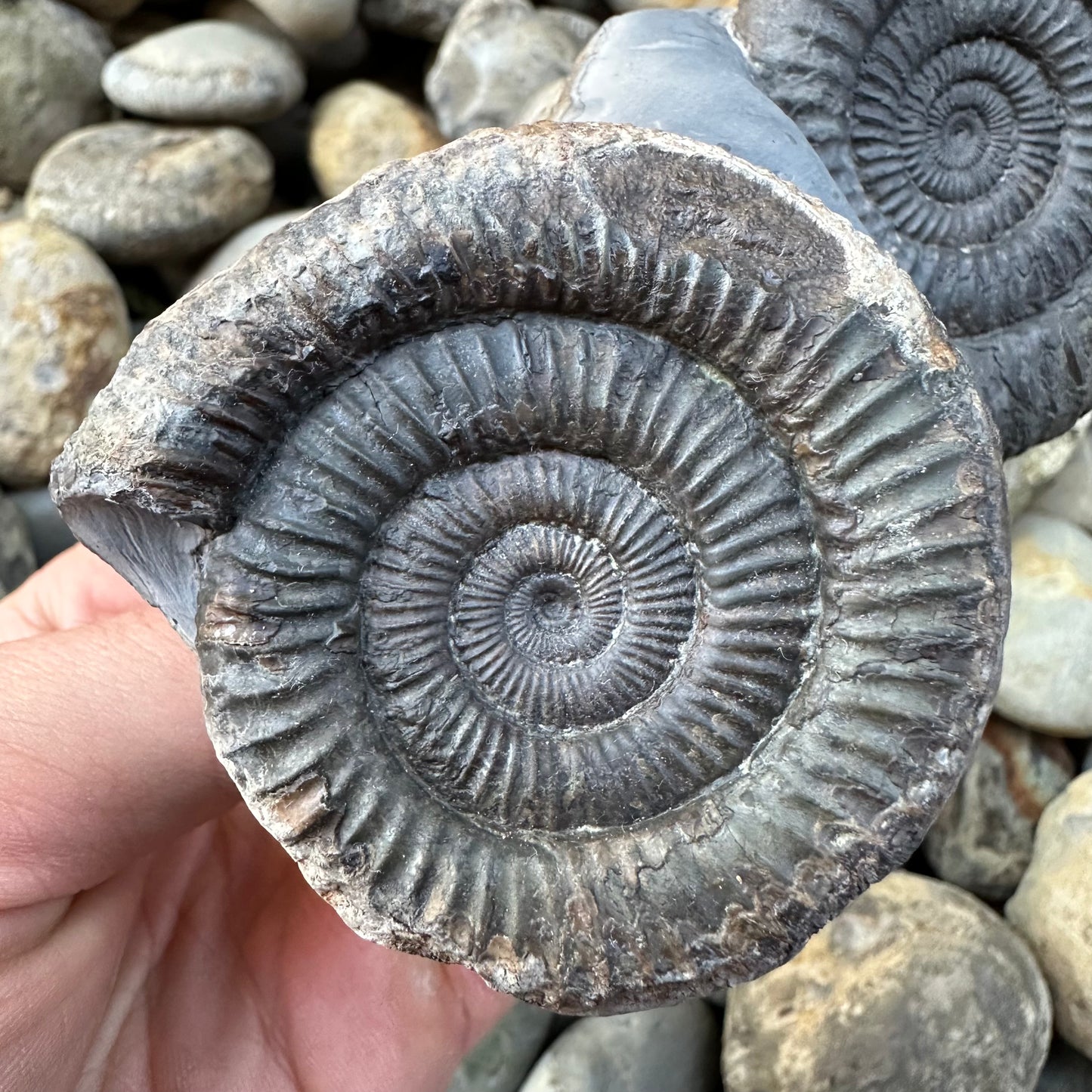 Dactylioceras Double ammonite fossil - Whitby, North Yorkshire Jurassic Coast
