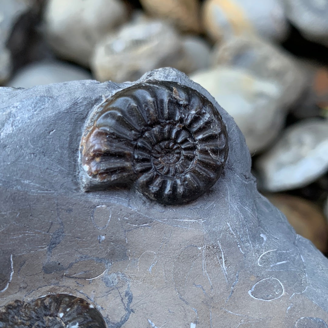 Amaltheus subnodosus ammonite fossil - Whitby, North Yorkshire