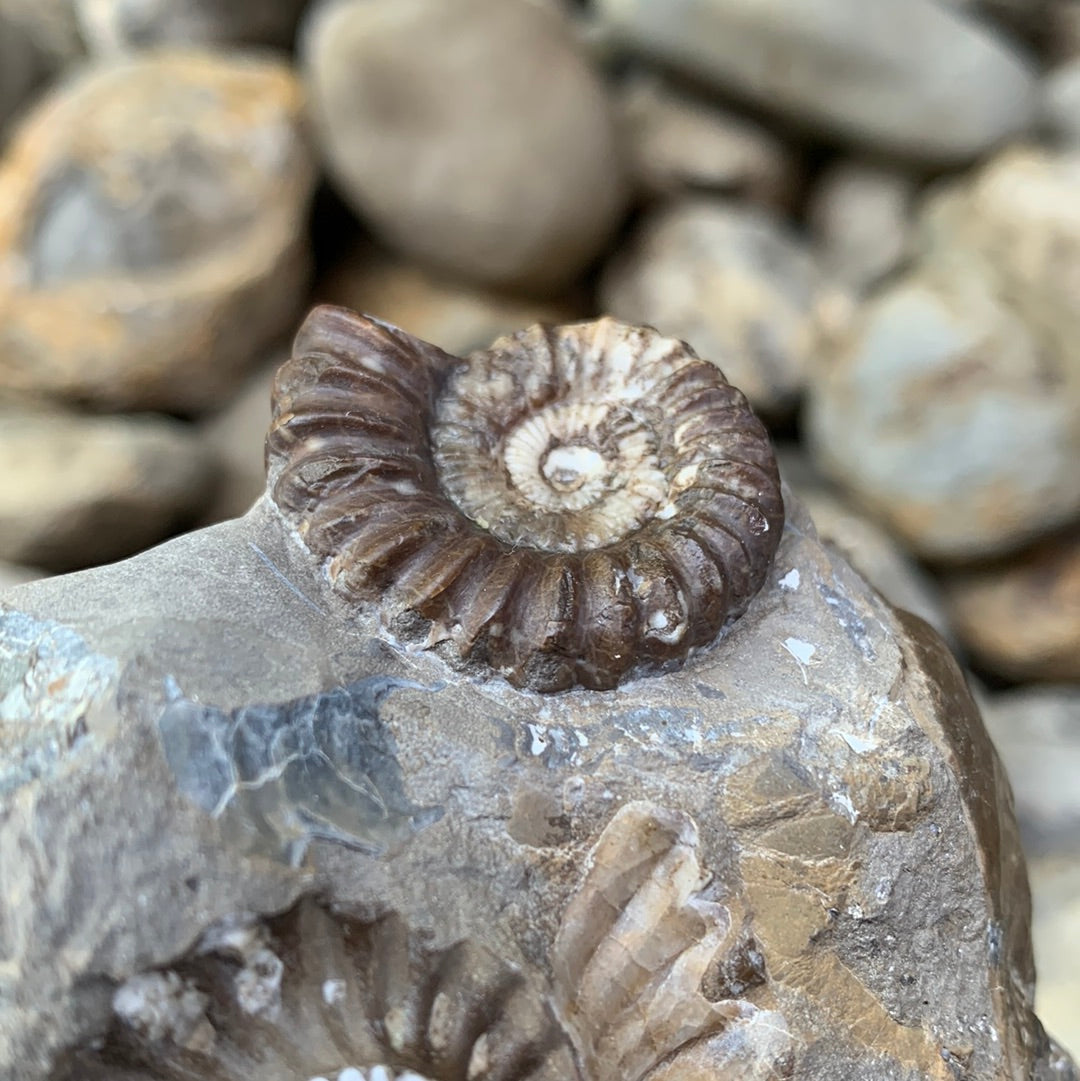 Androgynoceras capricornus ammonite fossil - Whitby, North Yorkshire