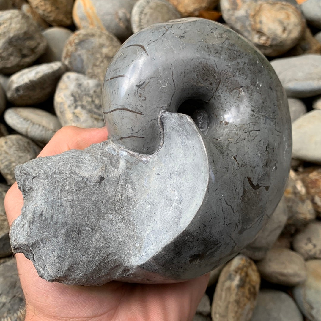 Nautilus shell fossil - Whitby, North Yorkshire Jurassic Coast
