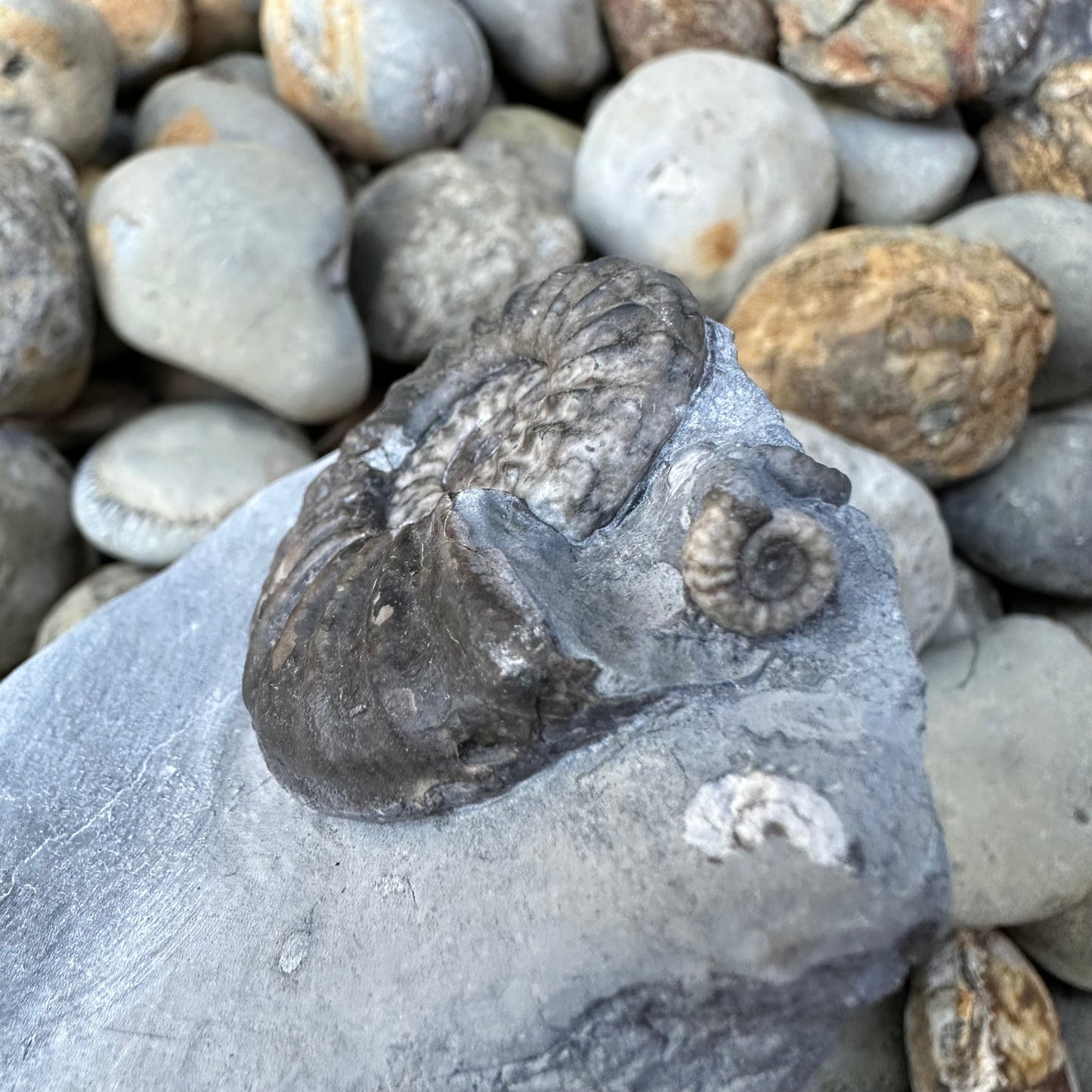 Asteroceras / Promicroceras ammonite fossil - Whitby, North Yorkshire