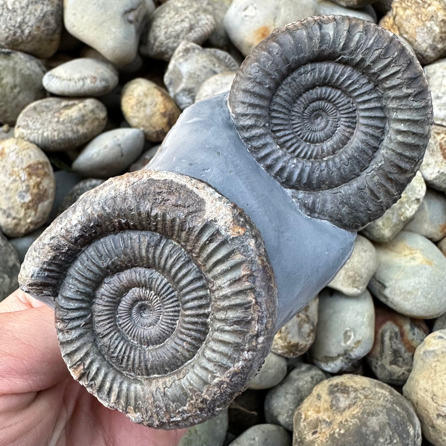 Dactylioceras Double ammonite fossil - Whitby, North Yorkshire Jurassic Coast