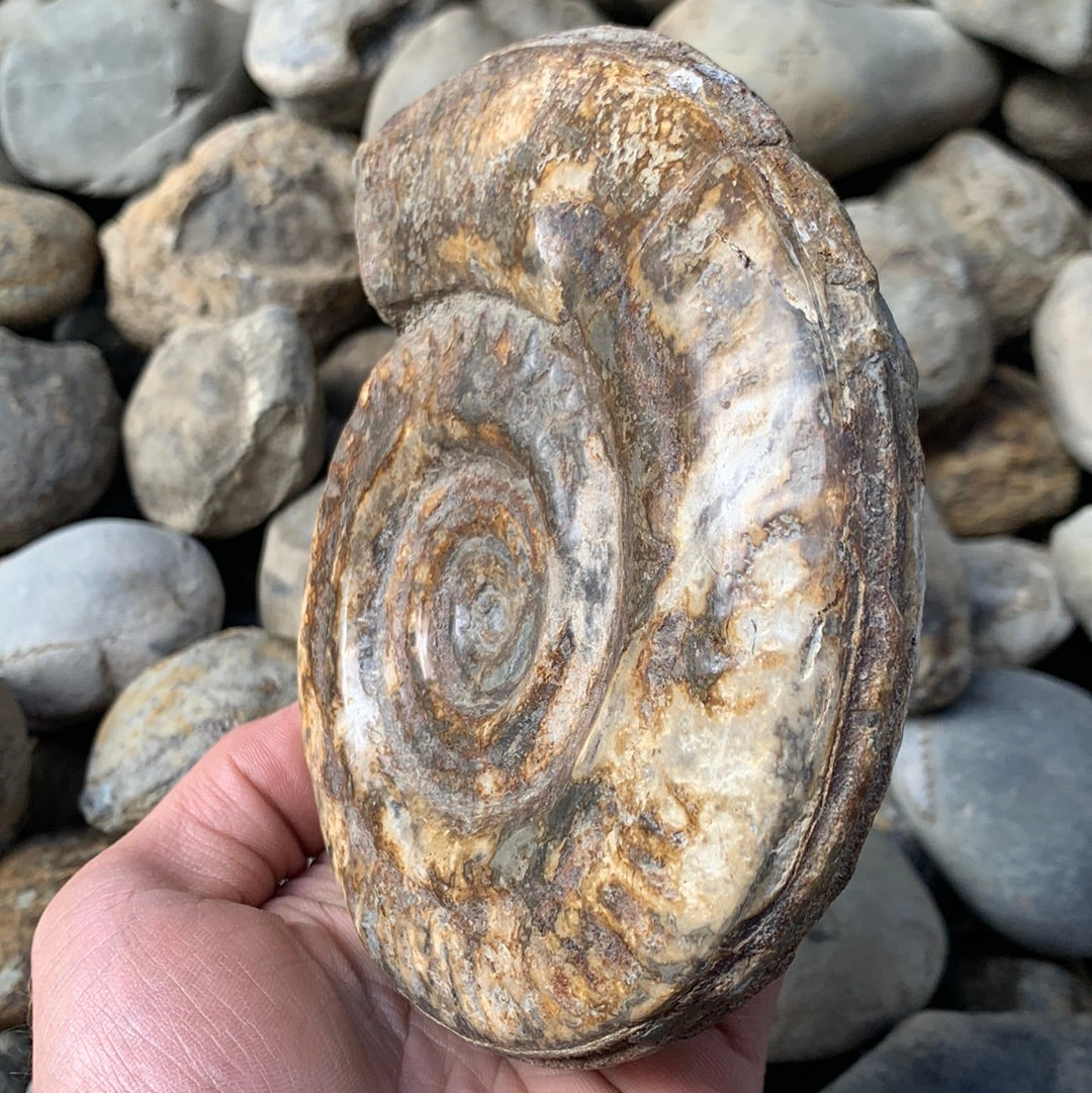 Hildoceras Bifrons ammonite fossil - Whitby, North Yorkshire Jurassic Coast