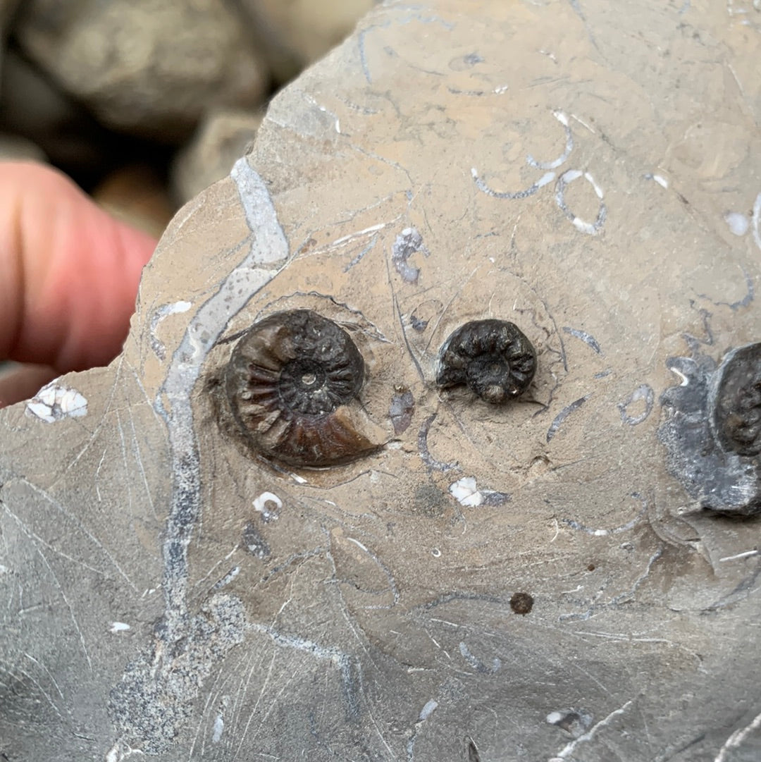 Amaltheus subnodosus ammonite fossil - Whitby, North Yorkshire, Yorkshire fossils