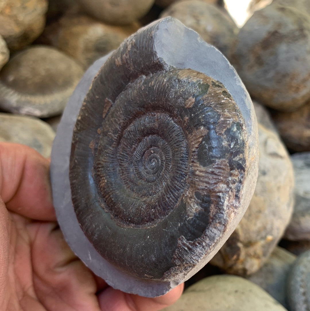 Dactylioceras tenuicostatum ammonite fossil - Whitby, North Yorkshire Jurassic Coast