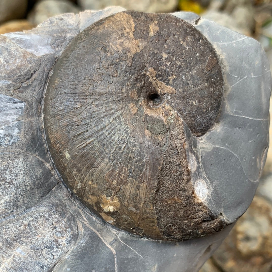 Phylloceras ammonite fossil - Whitby, North Yorkshire Jurassic Coast, Yorkshire fossils