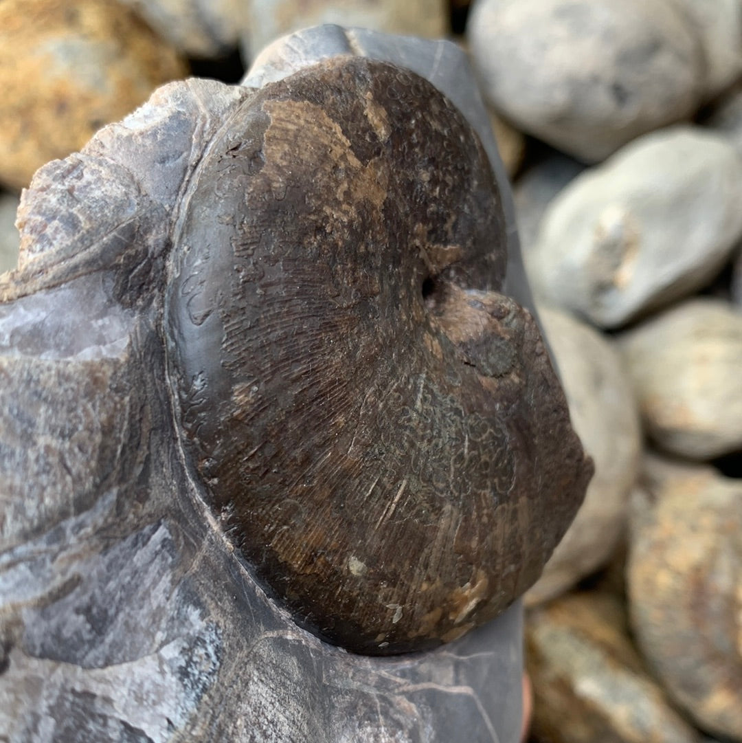 Phylloceras ammonite fossil - Whitby, North Yorkshire Jurassic Coast, Yorkshire fossils