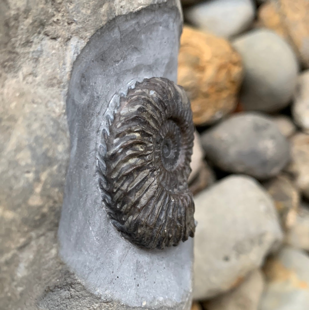 Schlothemia sp. ammonite fossil - Whitby, North Yorkshire Jurassic Coast, Yorkshire fossils