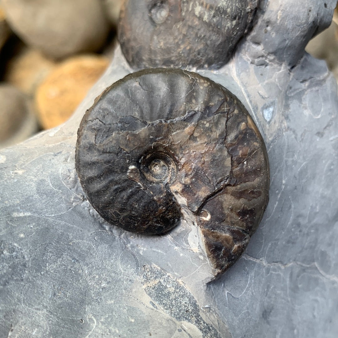 Grammoceras thouarense / pseudolioceras boulbiense ammonite fossil - Whitby, North Yorkshire Jurassic Coast