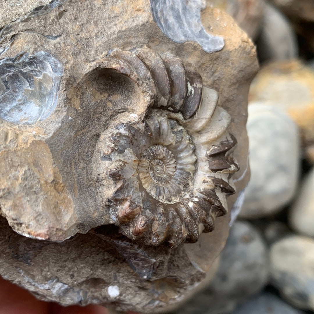 Androgynoceras Capricornus ammonite fossil - Whitby, North Yorkshire