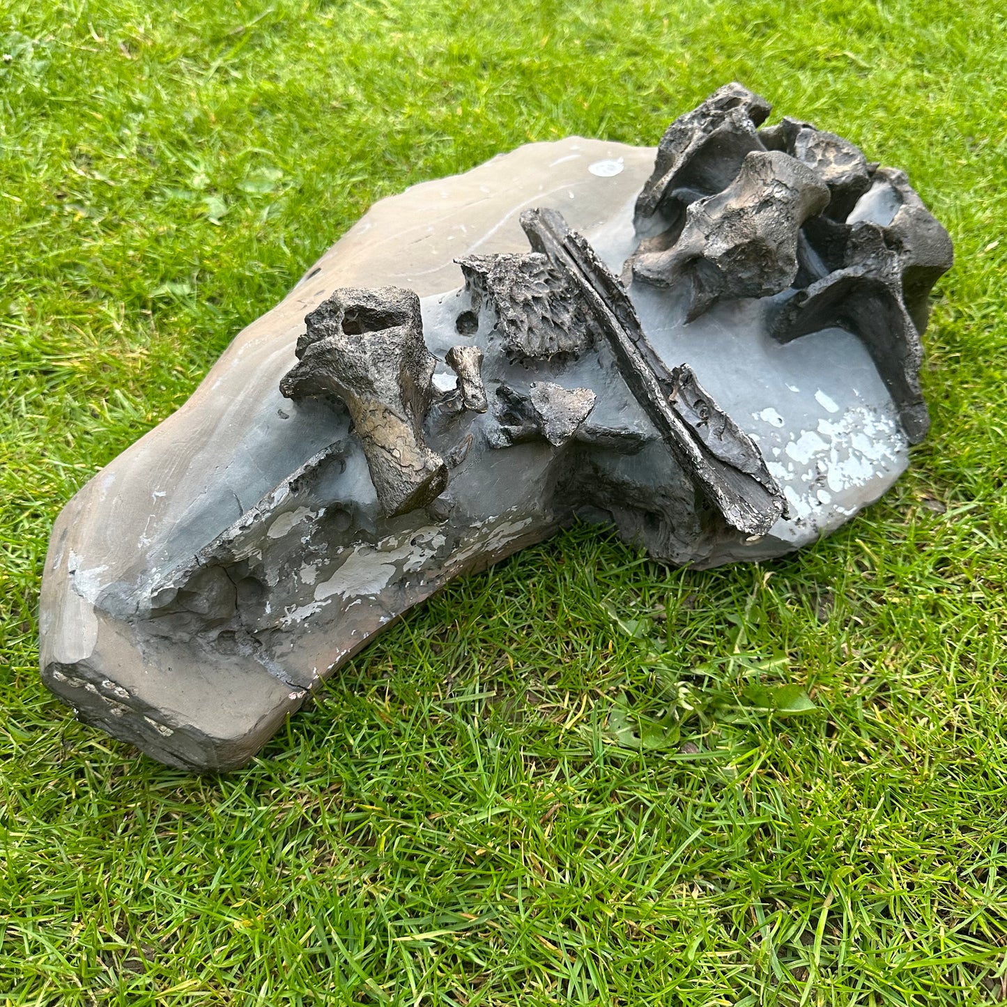 Crocodile Bone Block - Marine Reptile Whitby, North Yorkshire, Jurassic Coast
