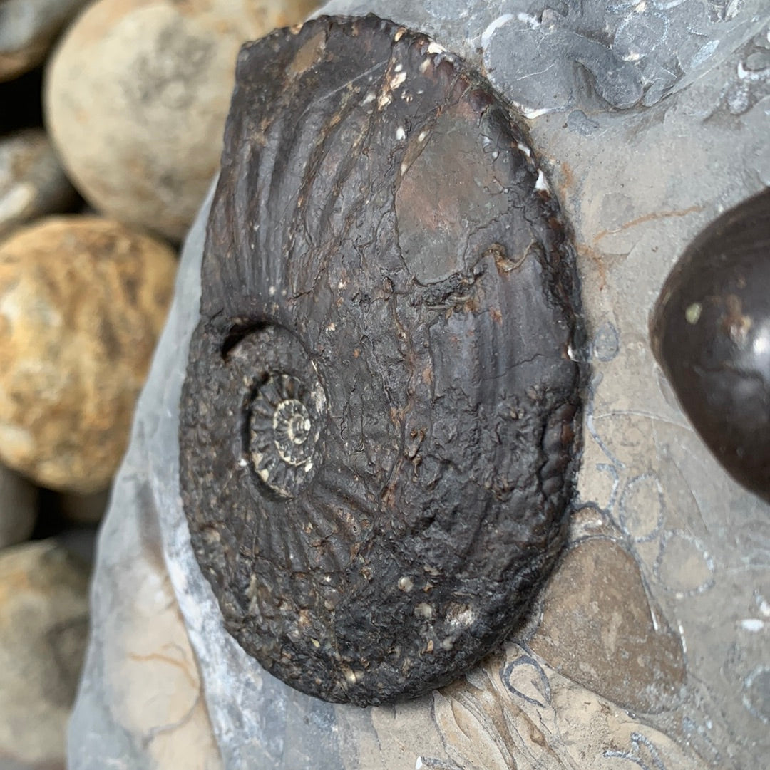 Amaltheus margaritatus ammonite fossil - Whitby, North Yorkshire