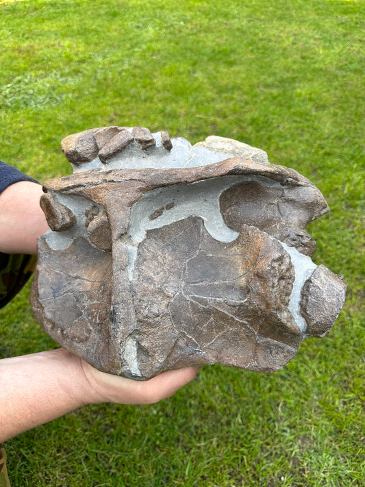 Museum Quality Ichthyosaur Bone Block (Articulated Pectoral Girdle) - Whitby, North Yorkshire, Jurassic Coast