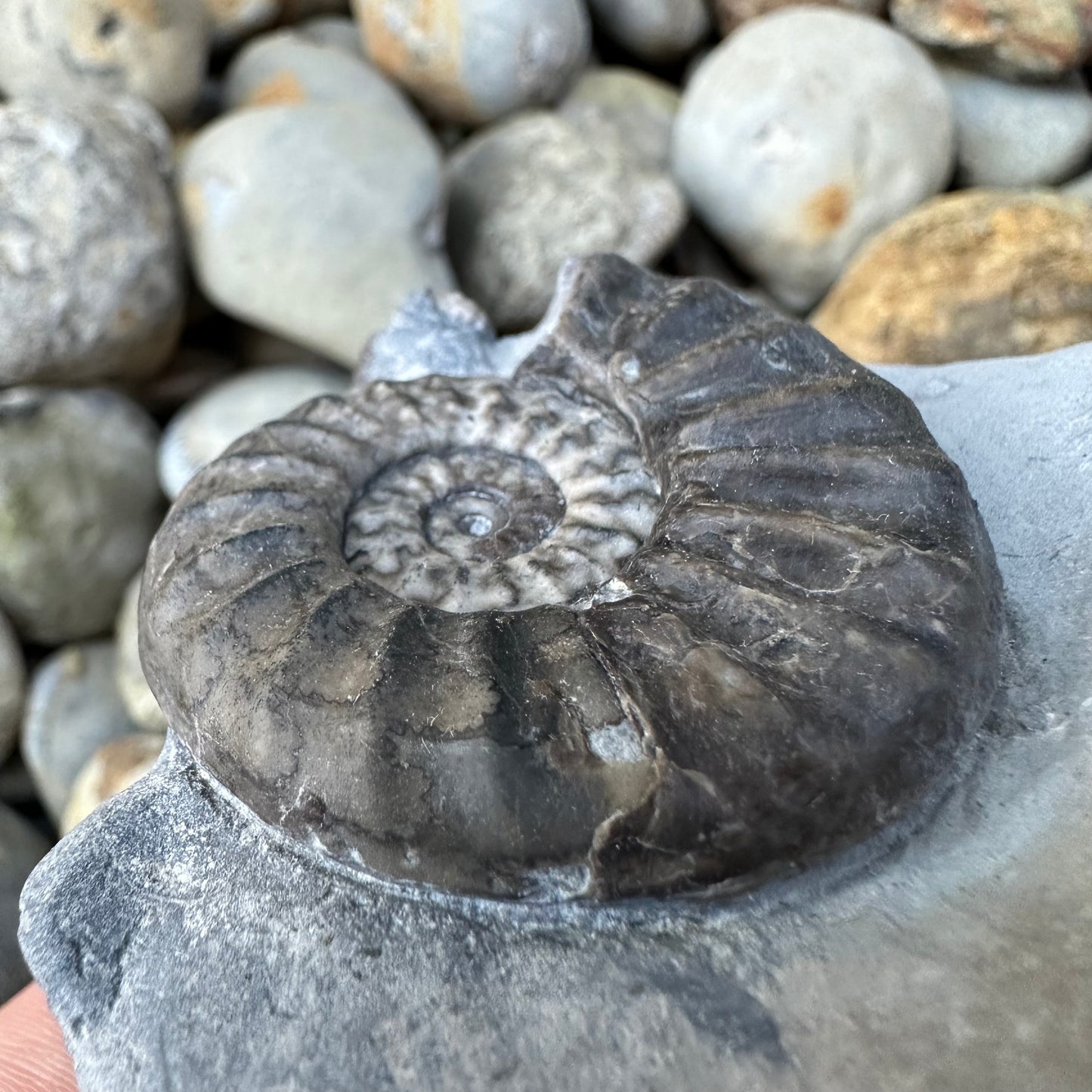 Asteroceras / Promicroceras ammonite fossil - Whitby, North Yorkshire