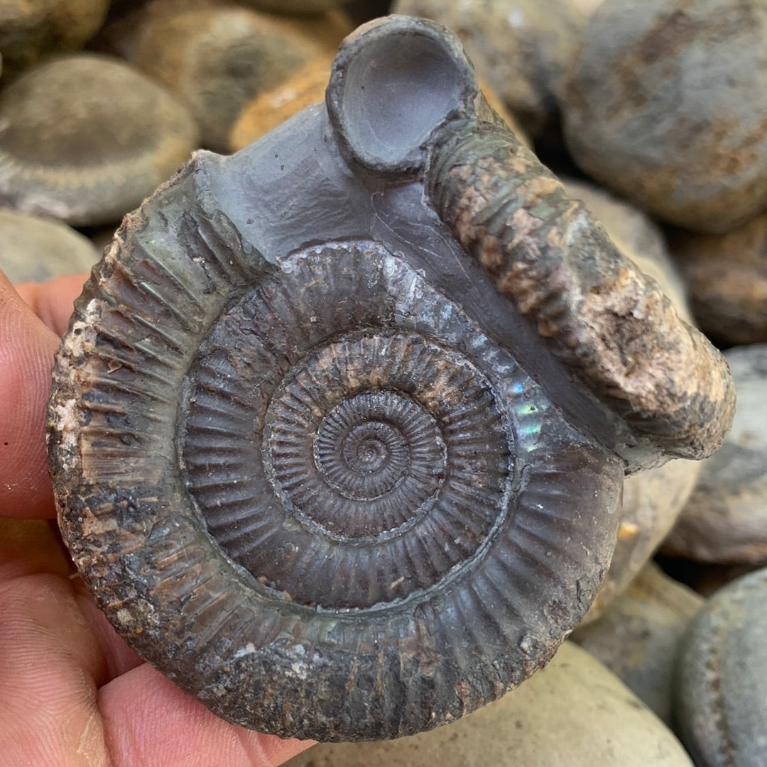 Dactylioceras Double ammonite fossil - Whitby, North Yorkshire Jurassic Coast