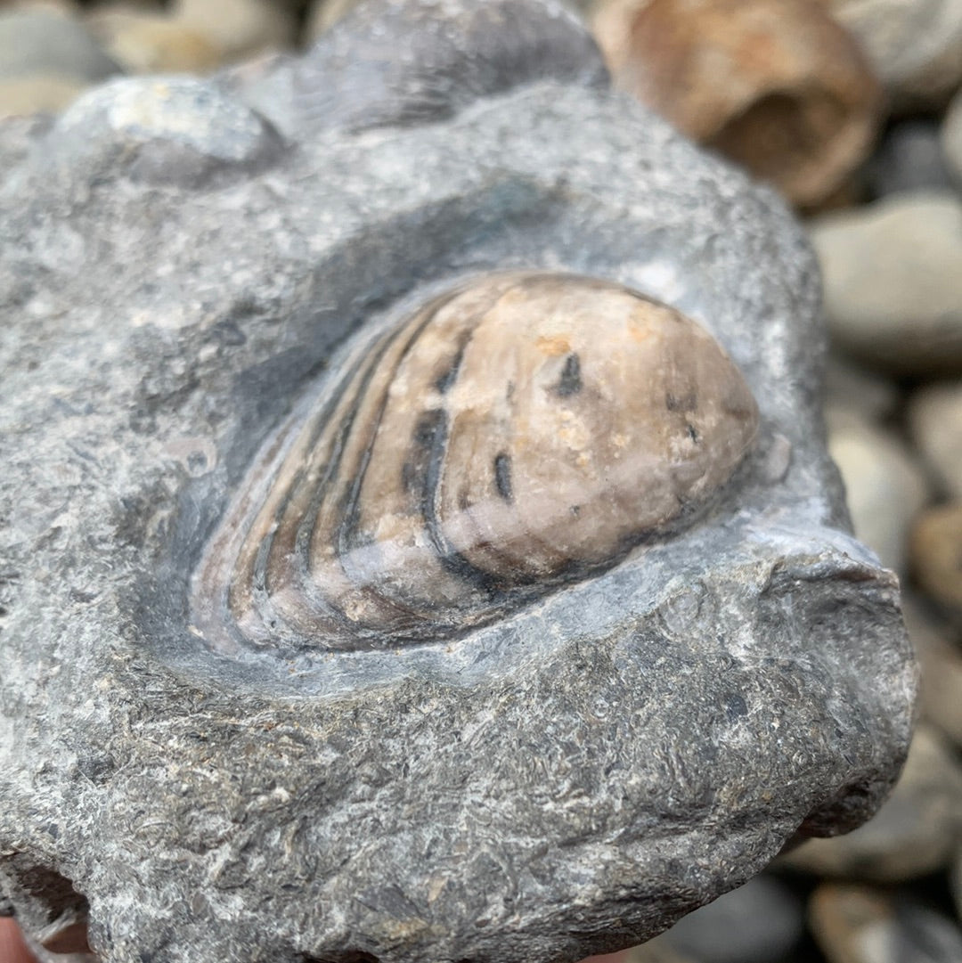 Cardinia Shell fossil - Whitby, North Yorkshire