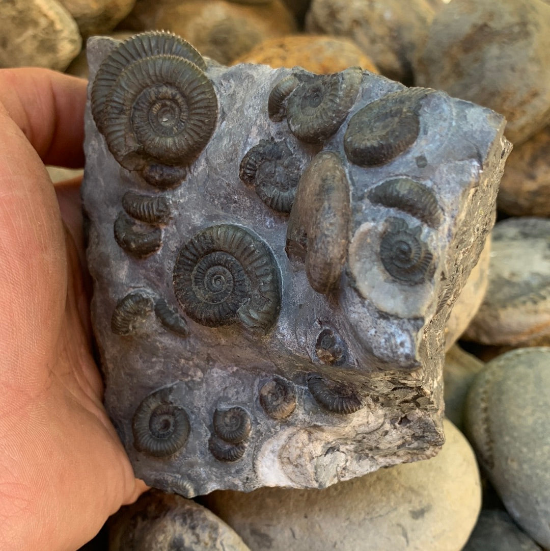 Gracile Multi-block ammonite fossil - Whitby, North Yorkshire Jurassic Coast