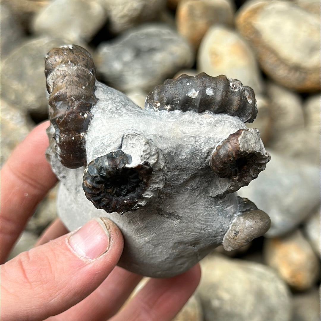Androgynoceras maculatum ammonite fossil - Whitby, North Yorkshire