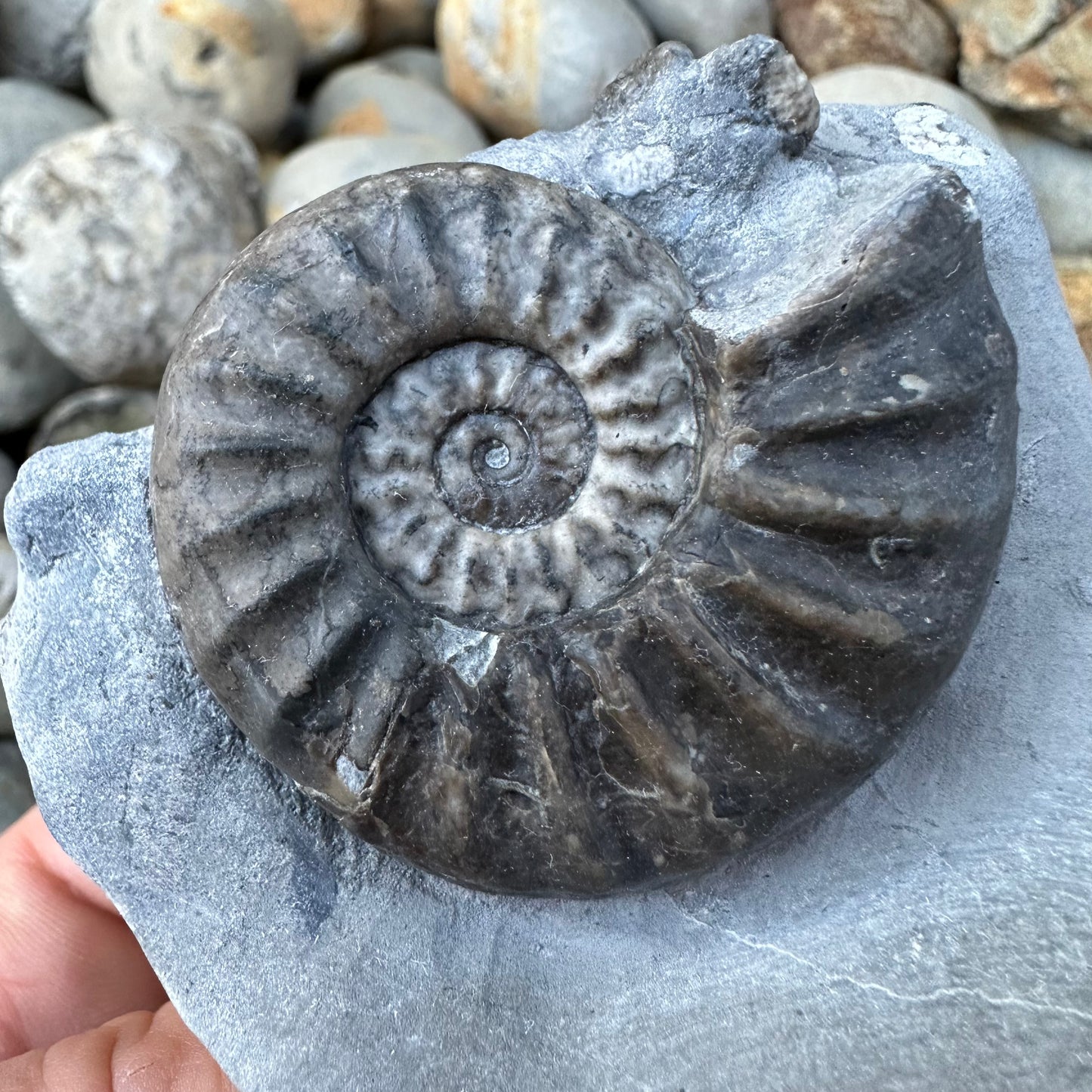 Asteroceras / Promicroceras ammonite fossil - Whitby, North Yorkshire
