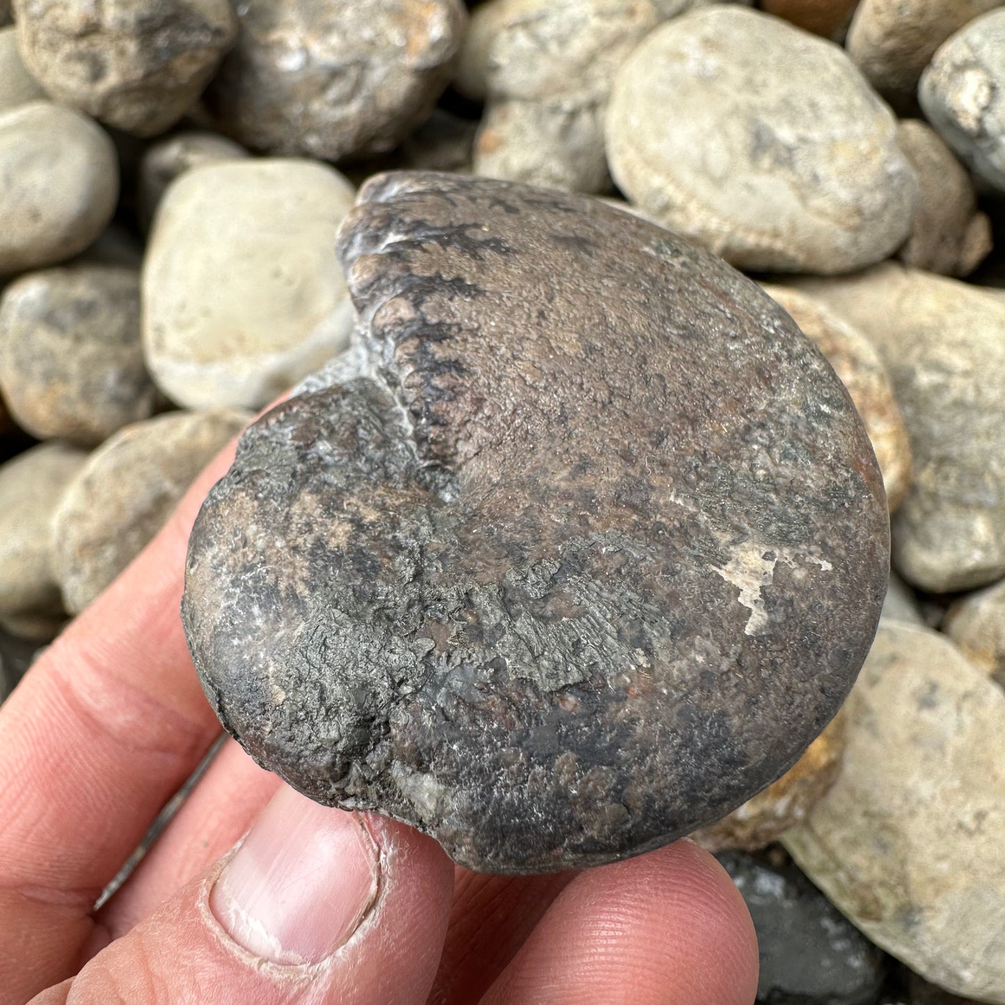 Phylloceras ammonite fossil - Whitby, North Yorkshire Jurassic Coast, Yorkshire fossils