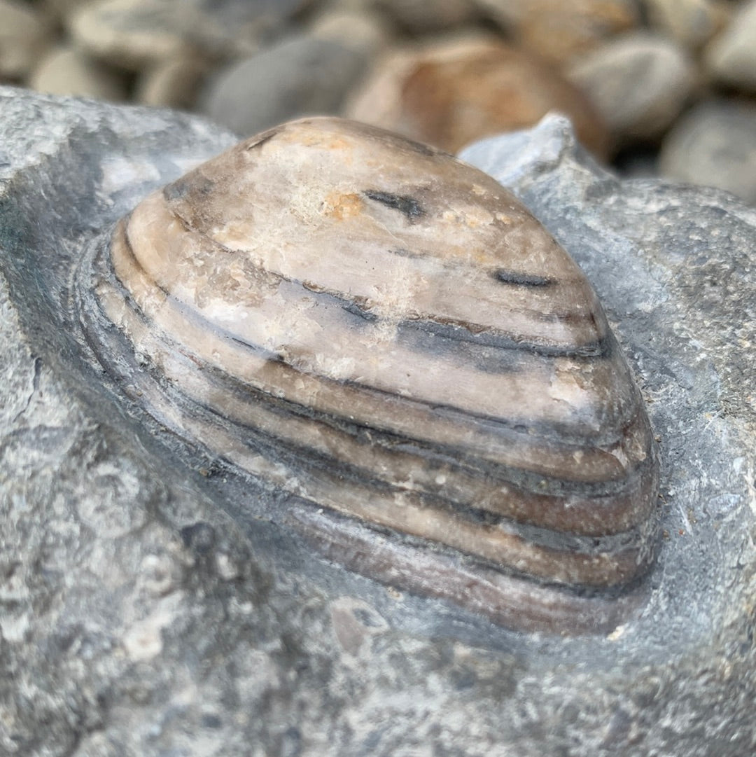 Cardinia Shell fossil - Whitby, North Yorkshire
