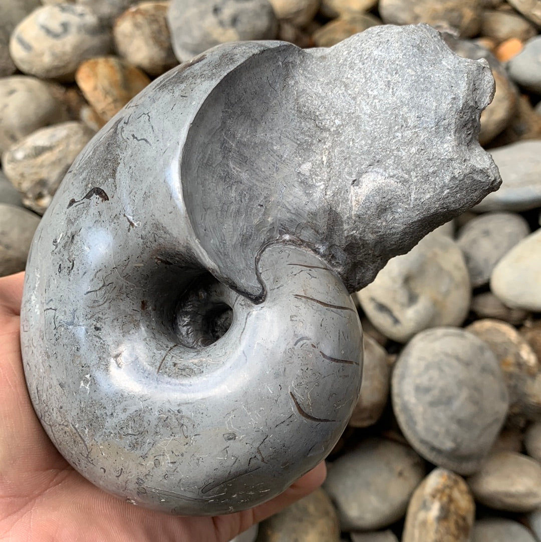 Nautilus shell fossil - Whitby, North Yorkshire Jurassic Coast