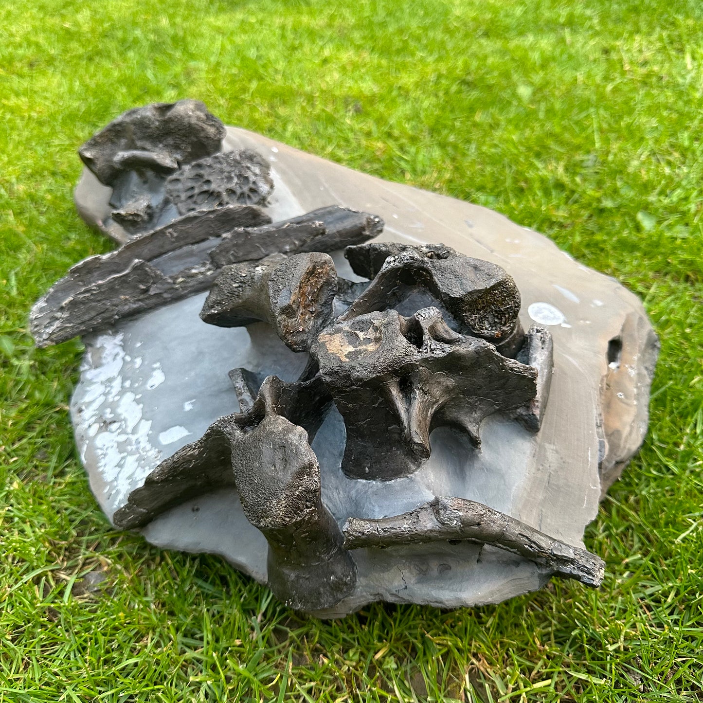 Crocodile Bone Block - Marine Reptile Whitby, North Yorkshire, Jurassic Coast